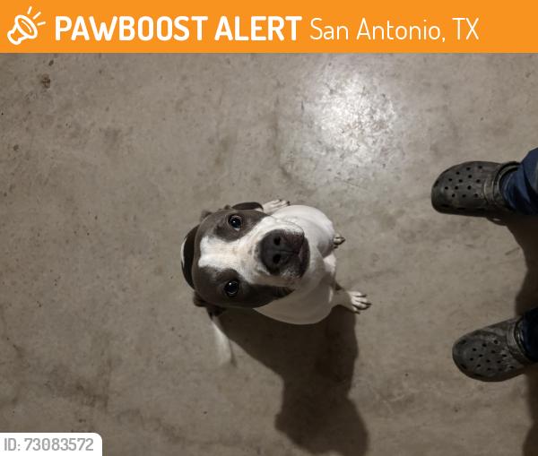 Found/Stray Female Dog last seen Culebra, San Antonio, TX 78254