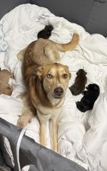 Reunited Female Dog last seen Silverado , Antioch, CA 94509