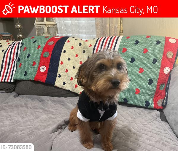 Lost Male Dog last seen Chelsea Park, Kansas City, MO 64127