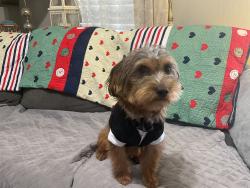 Lost Male Dog last seen Chelsea Park, Kansas City, MO 64127