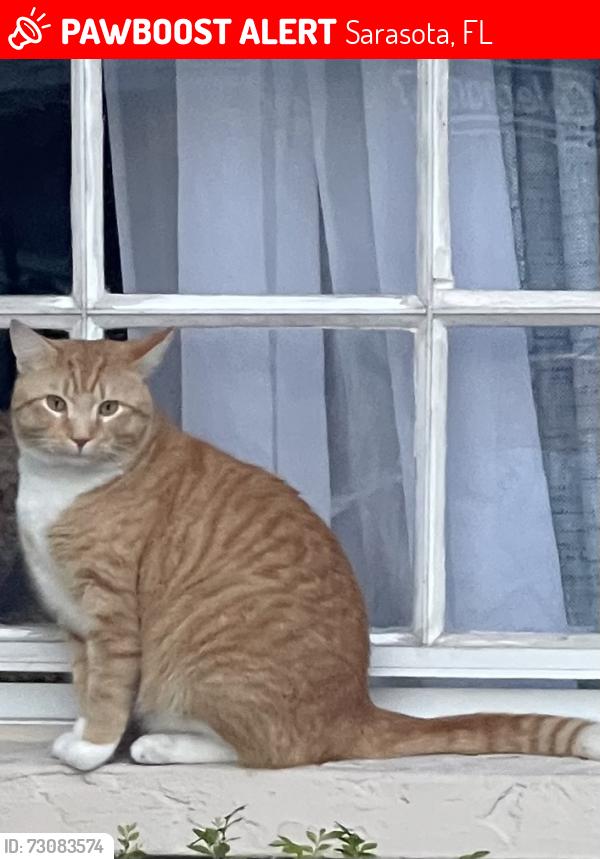 Lost Male Cat last seen S Shade and Loma Linda, Sarasota, FL 34239