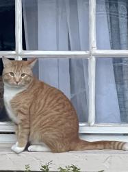 Lost Male Cat last seen S Shade and Loma Linda, Sarasota, FL 34239