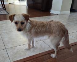 Lost Male Dog last seen Lakes of Cristina, Balm Riverview, Riverview, FL 33569
