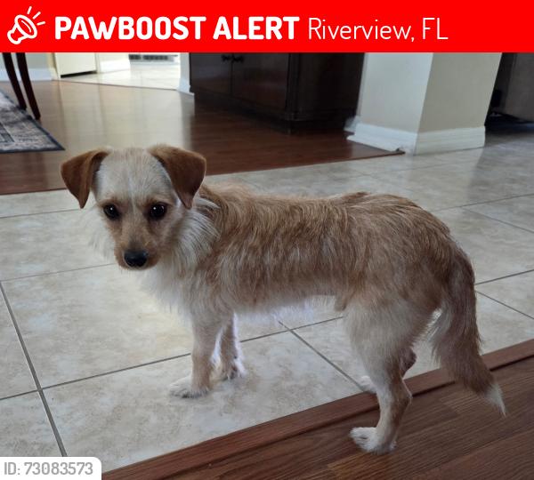 Lost Male Dog last seen Lakes of Cristina, Balm Riverview, Riverview, FL 33569