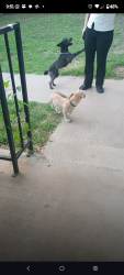Found/Stray Male Dog last seen NE 18th st & N Bryant Ave, Oklahoma City, OK 73111