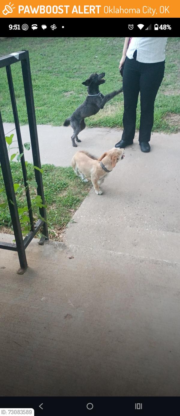Found/Stray Male Dog last seen NE 18th st & N Bryant Ave, Oklahoma City, OK 73111