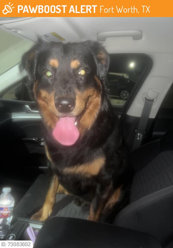 Found/Stray Male Dog last seen Braums, Fort Worth, TX 76133