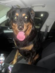 Found/Stray Male Dog last seen Braums, Fort Worth, TX 76133