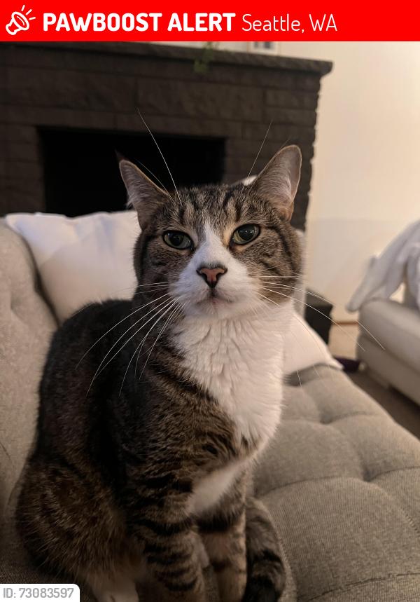 Lost Male Cat last seen Interlake Avenue and Northgate Way, Seattle, WA 98103