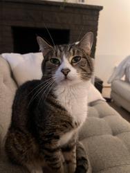 Lost Male Cat last seen Interlake Avenue and Northgate Way, Seattle, WA 98103