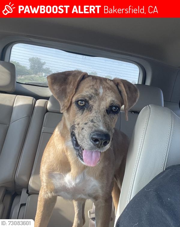 Lost Male Dog last seen Tumwater ave, Bakersfield, CA 93312