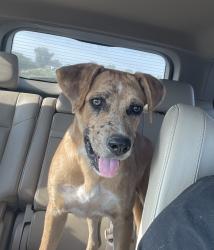 Lost Male Dog last seen Tumwater ave, Bakersfield, CA 93312