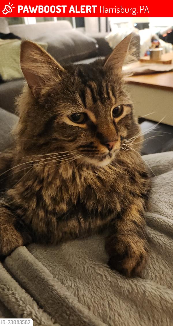 Lost Male Cat last seen Andrea Avenue and Laurence, Harrisburg, PA 17109
