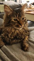 Lost Male Cat last seen Andrea Avenue and Laurence, Harrisburg, PA 17109