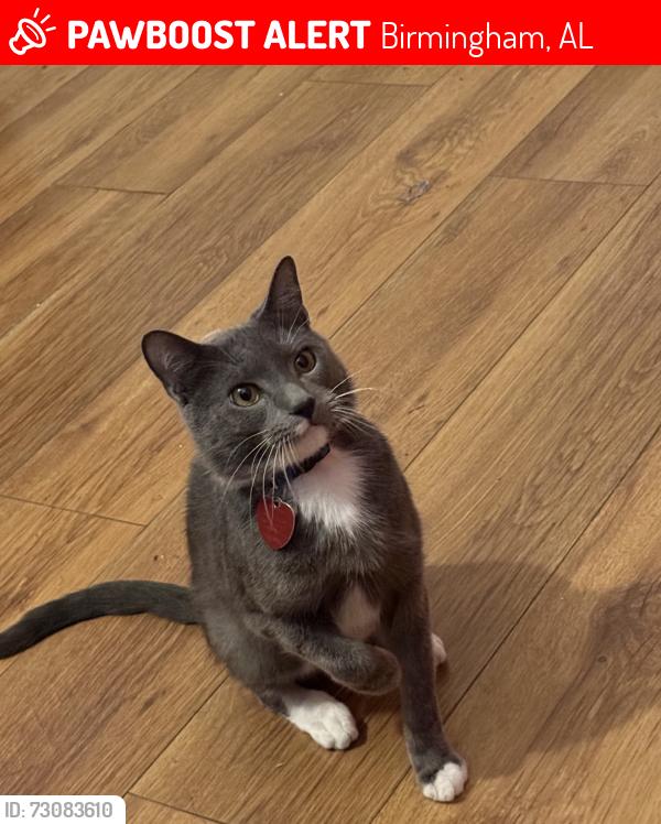 Lost Male Cat last seen Norwood Elementary School, Birmingham, AL 35234