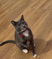 Lost Male Cat last seen Norwood Elementary School, Birmingham, AL 35234