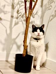 Reunited Male Cat last seen Robins cove, Stockton, CA 95219