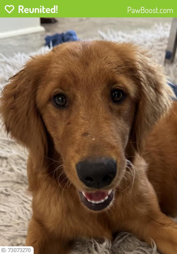 Reunited Unknown Dog last seen Near Ridge Road, Lafayette Parish, LA 70529