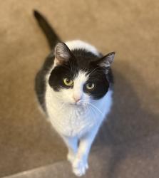 Lost Female Cat last seen Greenfield Farms Dr and Heckman, Uniontown, OH 44685