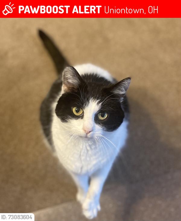 Lost Female Cat last seen Greenfield Farms Dr and Heckman, Uniontown, OH 44685