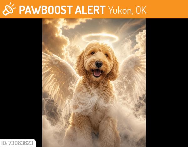 Found/Stray Male Dog last seen I saw him by Walmart, Yukon, OK 73099