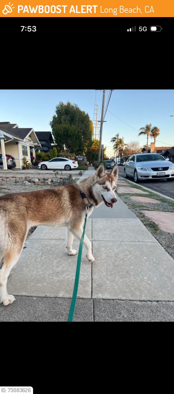 Found/Stray Unknown Dog last seen E Vermont Street and Grand, Long Beach, CA 90814