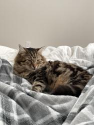 Lost Female Cat last seen Live Oak landing camp grounds, Santa Rosa Beach, FL 32459