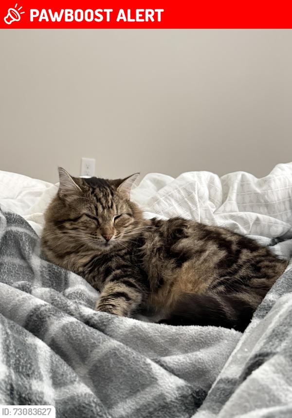 Lost Female Cat last seen Live Oak landing camp grounds, Santa Rosa Beach, FL 32459