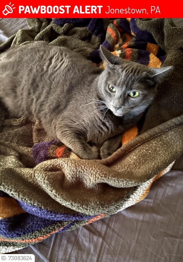 Lost Male Cat last seen frost bitez, Jonestown, PA 17038