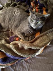 Lost Male Cat last seen frost bitez, Jonestown, PA 17038
