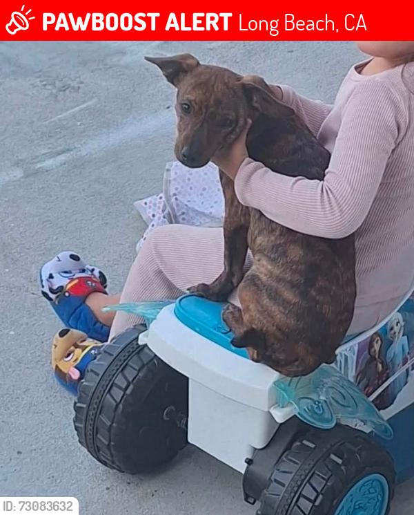 Lost Male Dog last seen Pacific coast highway, Long Beach, CA 90807