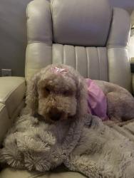 Reunited Female Dog last seen Poodle, Pensacola, FL 32501