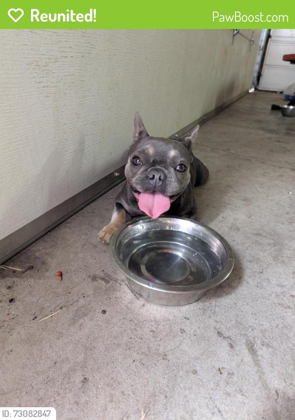 Reunited Female Dog last seen Nevada and Rich, Spokane, WA 99207