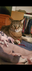 Lost Male Cat last seen Brusters, Altamonte Springs, FL 32714