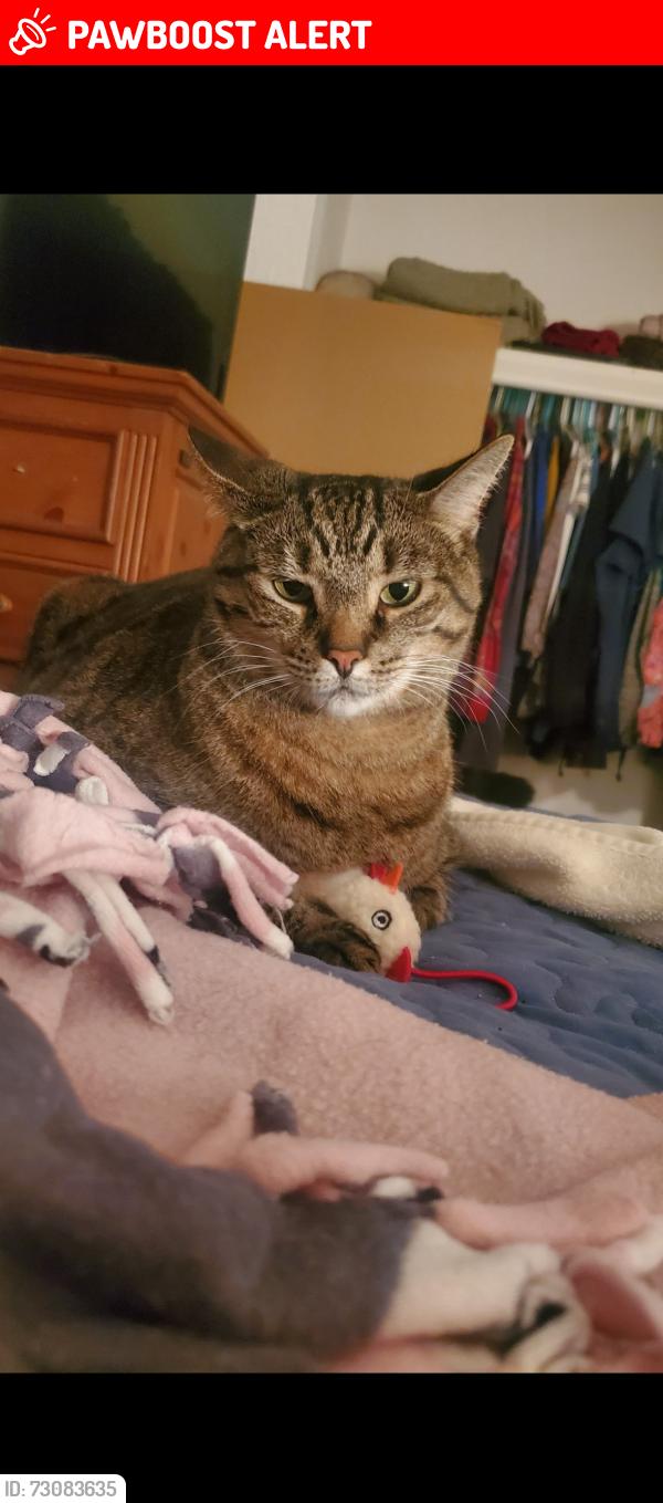 Lost Male Cat last seen Brusters, Altamonte Springs, FL 32714