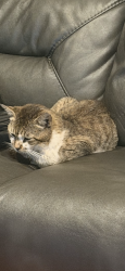 Lost Male Cat last seen Powerline Rd and Palmetto Park Rd, Deerfield Beach, FL 33442
