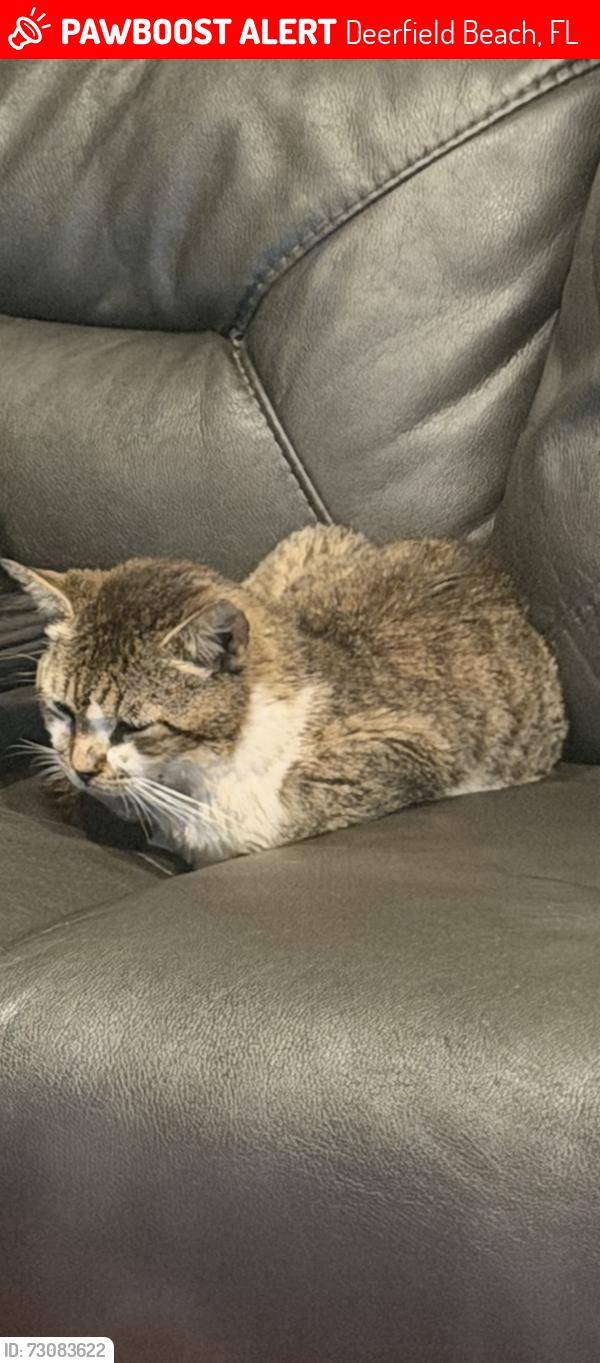 Lost Male Cat last seen Powerline Rd and Palmetto Park Rd, Deerfield Beach, FL 33442