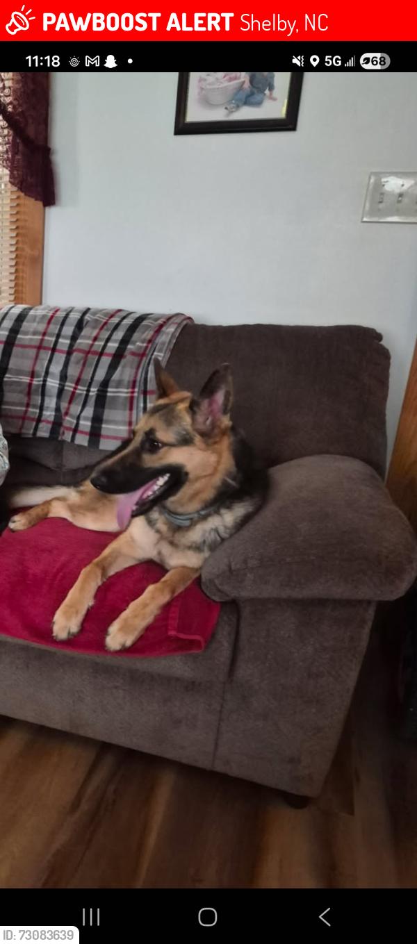 Lost Female Dog last seen Near vassey road, Shelby, NC 28152