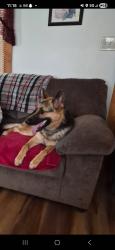 Lost Female Dog last seen Near vassey road, Shelby, NC 28152
