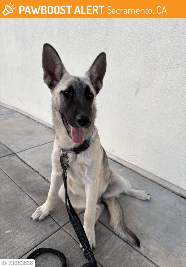 Found/Stray Unknown Dog last seen Freeport, Sacramento, CA 95818