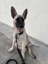 Found/Stray Unknown Dog last seen Freeport, Sacramento, CA 95818