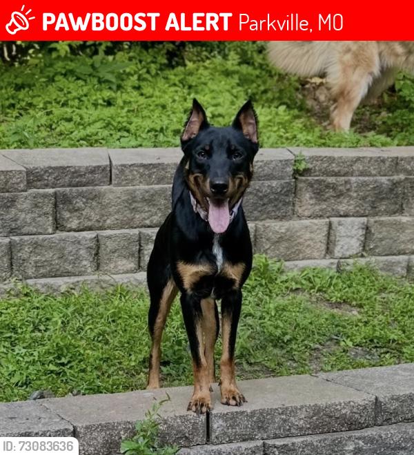 Lost Female Dog last seen NW Crooked Rd, Parkville, MO 64152