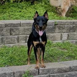 Lost Female Dog last seen NW Crooked Rd, Parkville, MO 64152