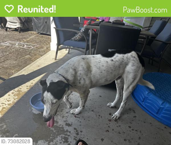 Reunited Male Dog last seen Near overlook and clearview, Coplay, PA 18037