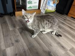 Found/Stray Male Cat last seen Near Archers Ct, St. Peters, MO 63376