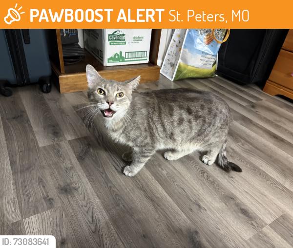 Found/Stray Male Cat last seen Near Archers Ct, St. Peters, MO 63376
