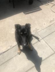 Lost Male Dog last seen Memorial park, Azusa, CA 91702