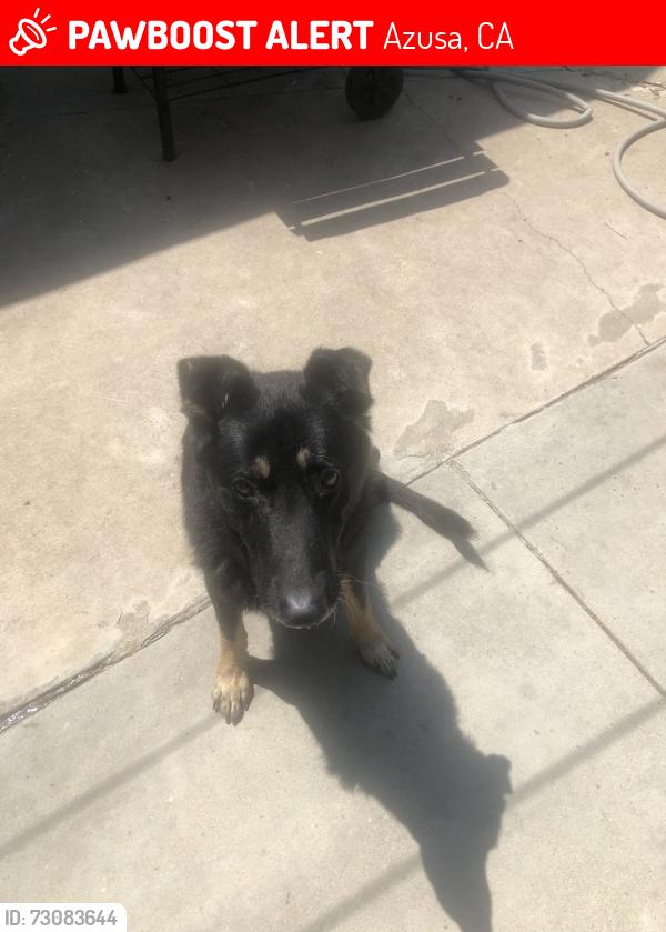 Lost Male Dog last seen Memorial park, Azusa, CA 91702