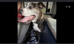 Reunited Male Dog last seen Near brechner st , Brooksville, FL 34609