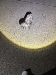 Found/Stray Unknown Dog last seen Fossil Park Drive at Permian Lane at Kristi Jean Burbach Park, Fort Worth, TX 76137